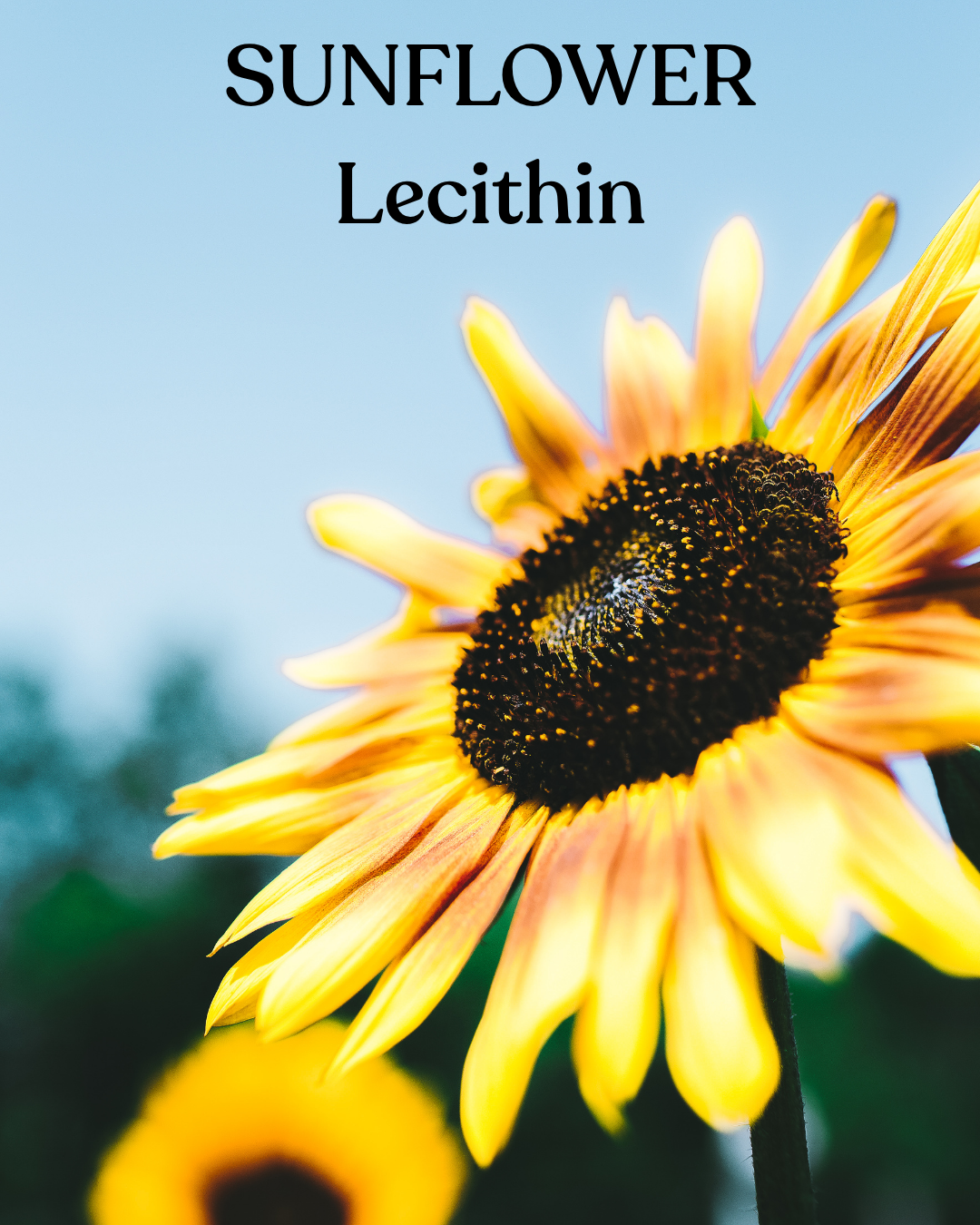 Ingredient Spotlight: Sunflower Lecithin